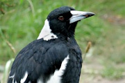 Australian Magpie (Cracticus tibicen)
